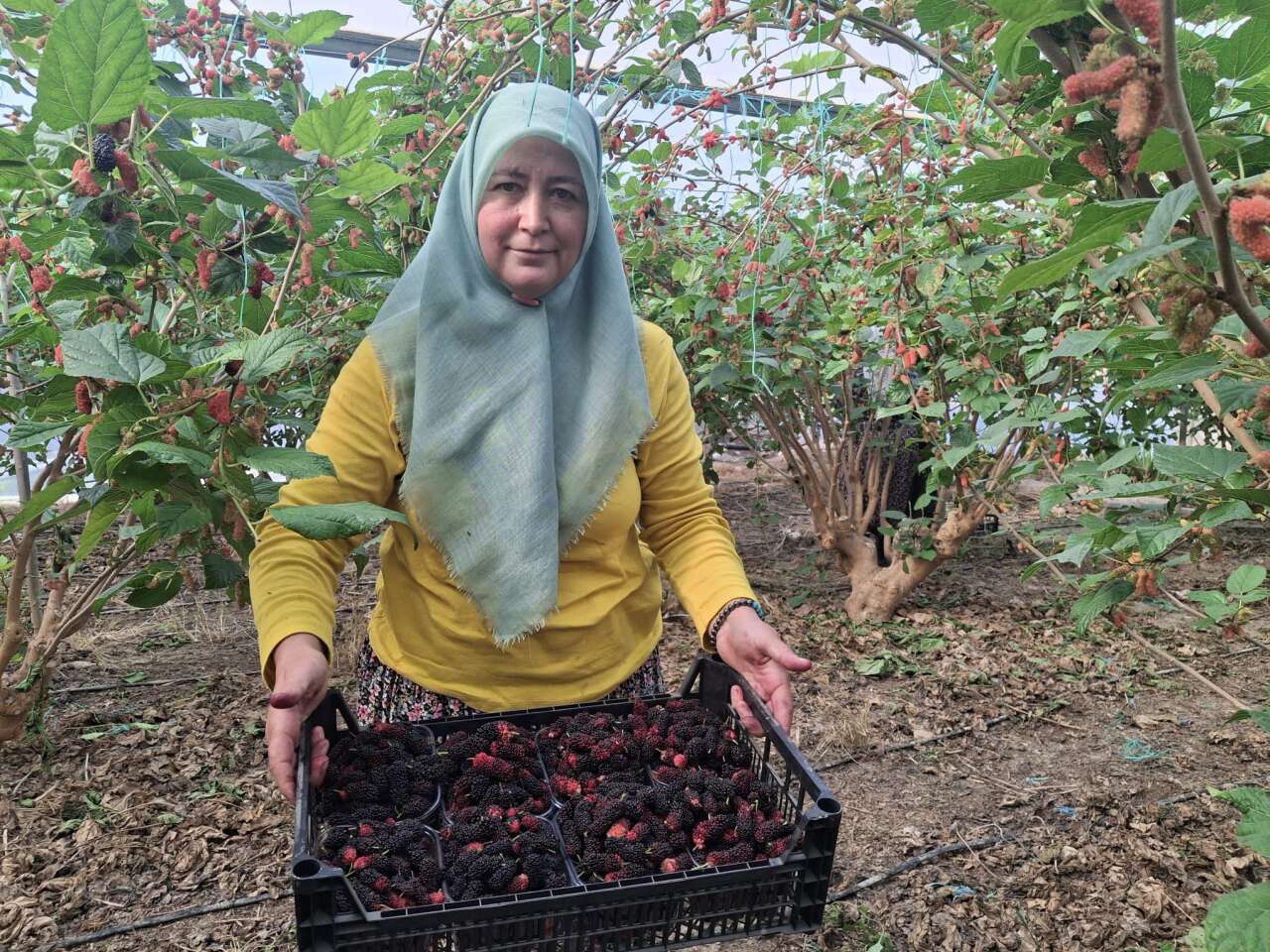 Hasat başladı, çoğunu Arap ülkeleri yiyecek 1